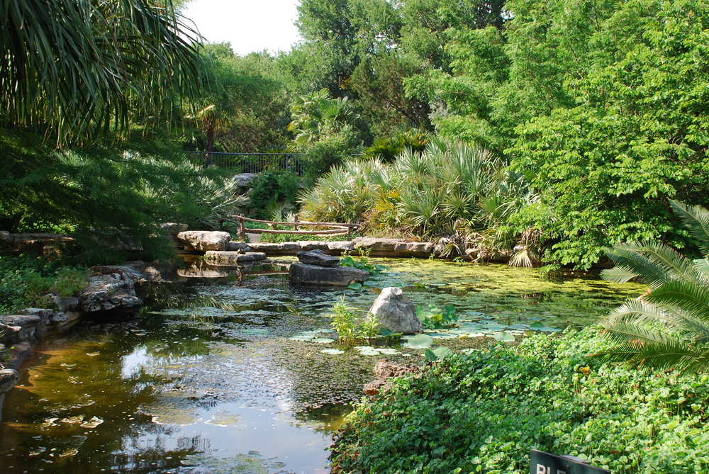 A,Man,Made,Pond,At,The,Austin,Zilker,Taniguchi,Gardens