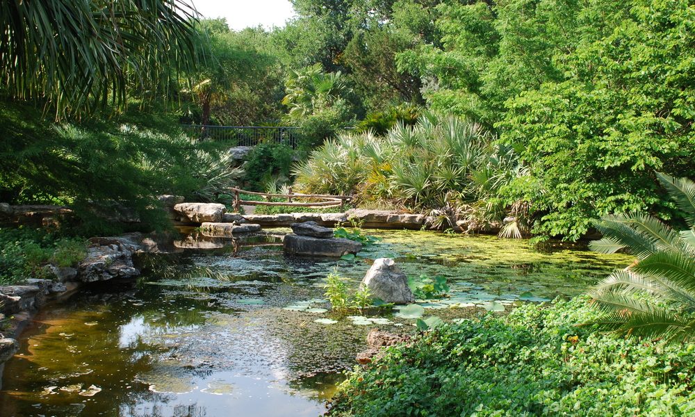 A,Man,Made,Pond,At,The,Austin,Zilker,Taniguchi,Gardens